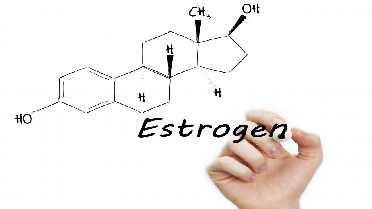Role Of Estrogen Hormone For Women