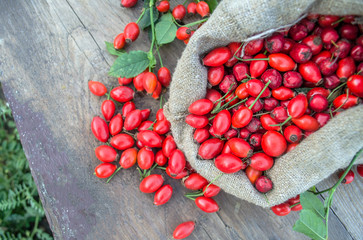 Rosa canina rose seeds