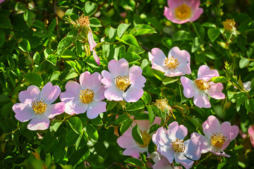 The Rosa canina bush