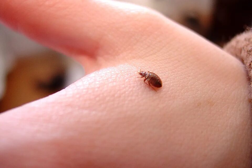 the dangers of bed bugs and what you can do about them